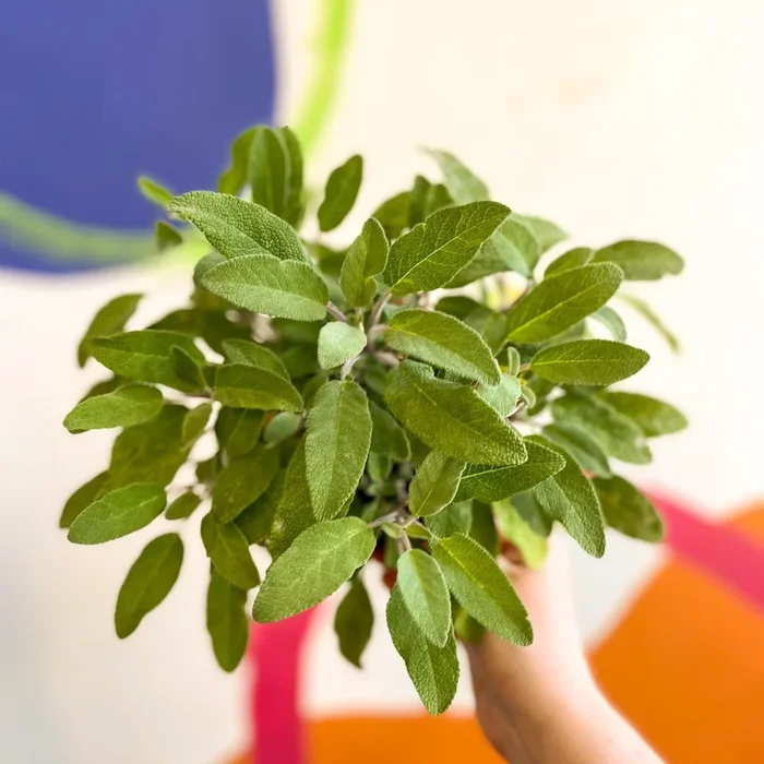 Sage – Salvia officinalis ‘Grower’s Friend’ – UK Grown Culinary Herbs