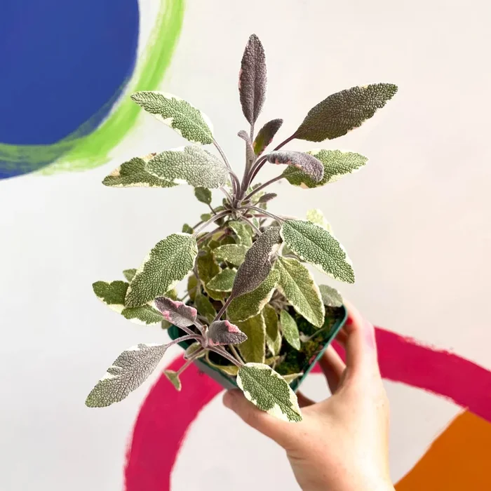 Sage – Salvia officinalis tricolour – Cotswolds Grown Culinary Herbs