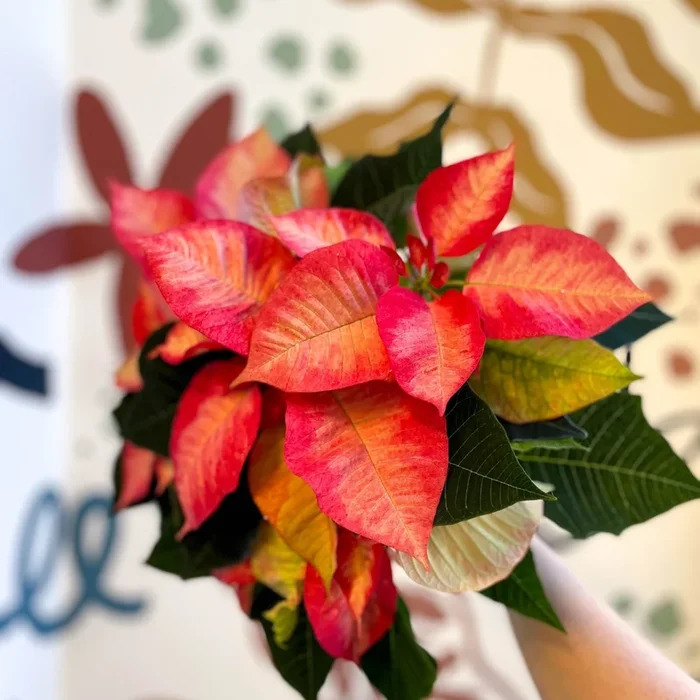Salmon Poinsettia – Euphorbia pulcherrima – British Grown