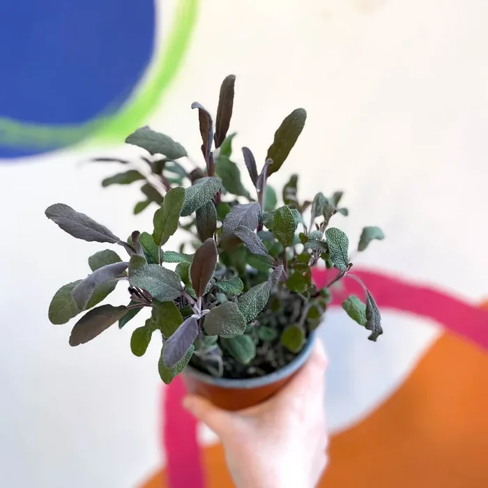 Salvia officinalis ‘Purpurea’ – Purple Sage [UK Grown Culinary Herbs]