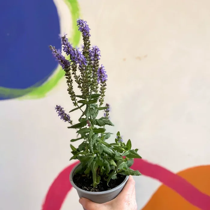 Salvia x superba ‘Bordeau Compact Sky Blue’ – British Grown Perennial