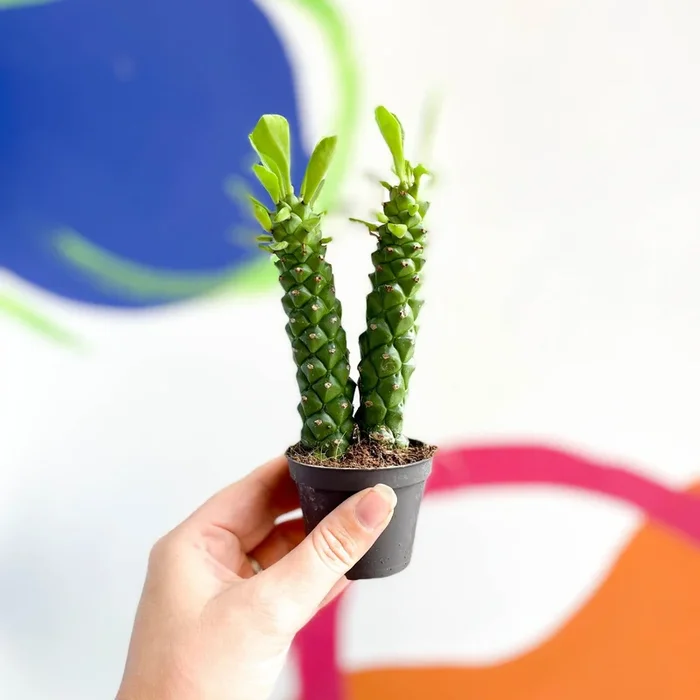 Sausage Spurge – Monadenium guentheri