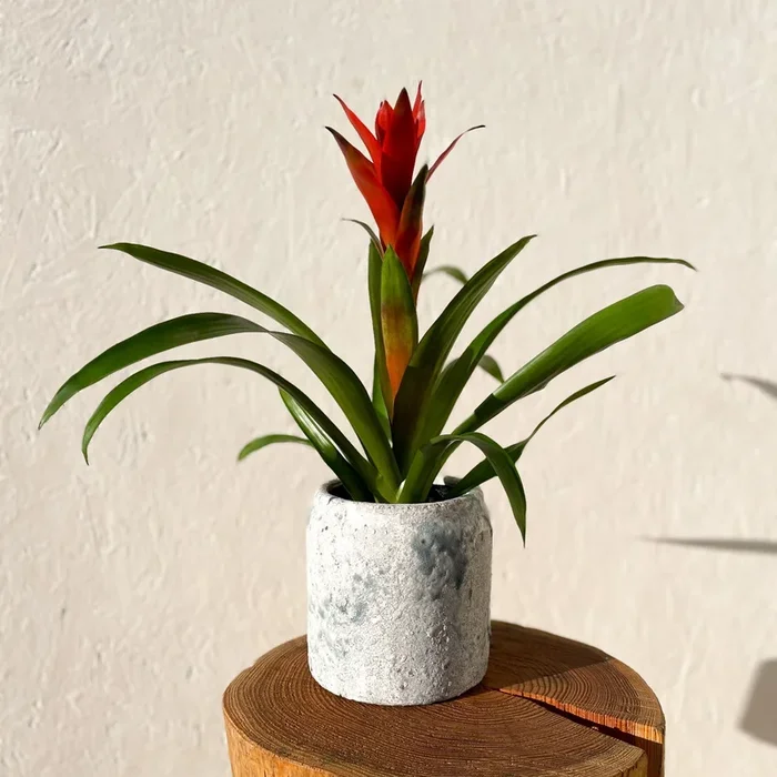 Scarlet Star – Guzmania ‘Ostara’ – Bromeliad