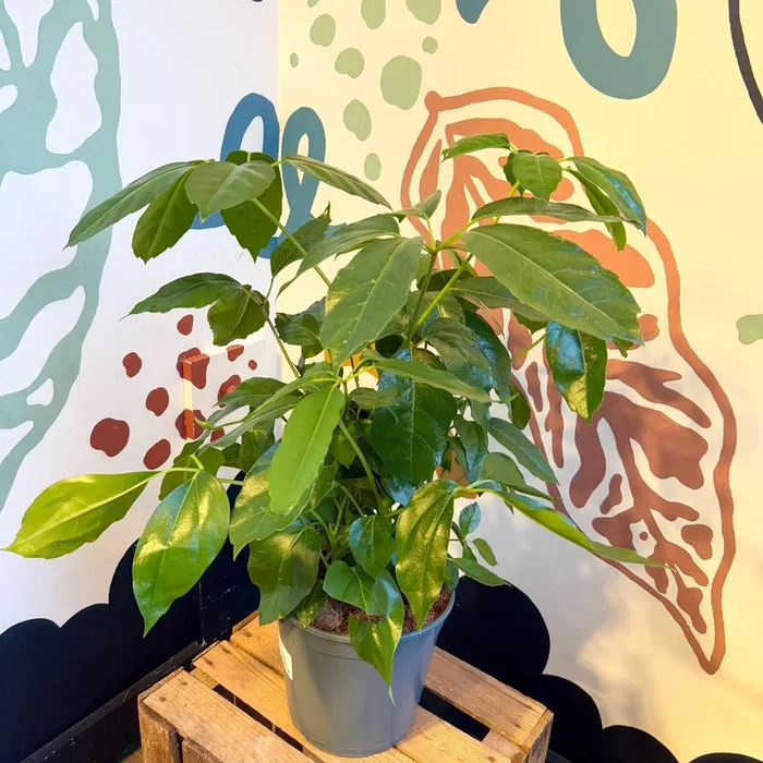 Schefflera actinophylla – Octopus Tree