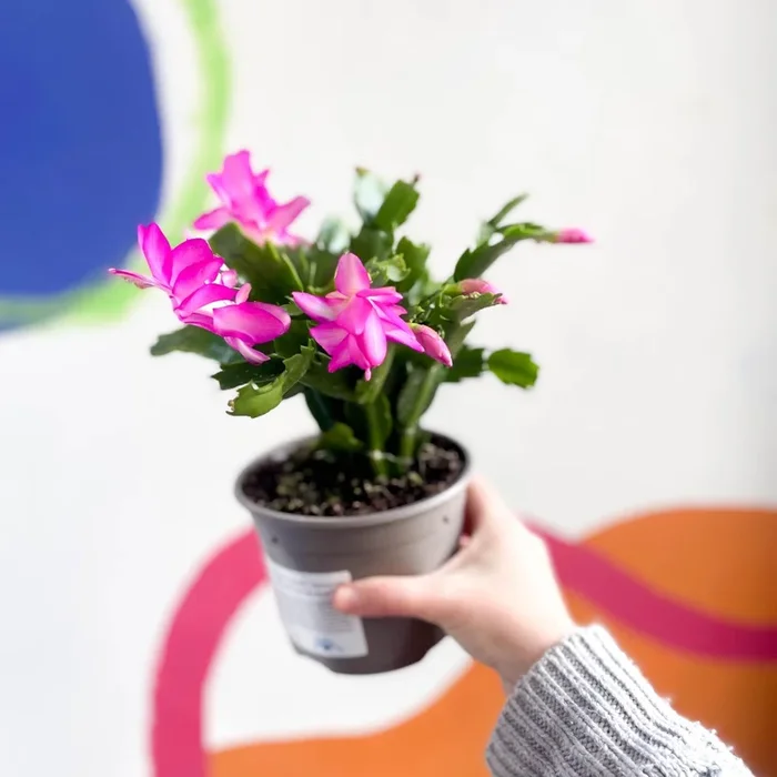 Schlumbergera truncata ‘Exotic Dancer’ – British Grown