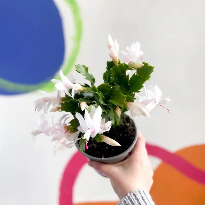 Schlumbergera truncata ‘Malissa Dancer ‘ – British Grown