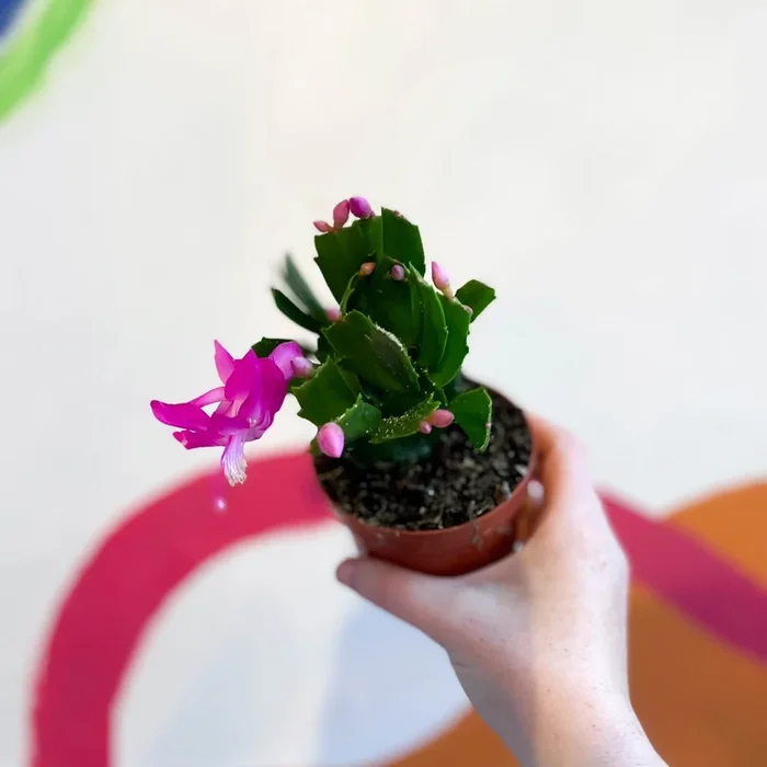 Schlumbergera truncata ‘Naomi’