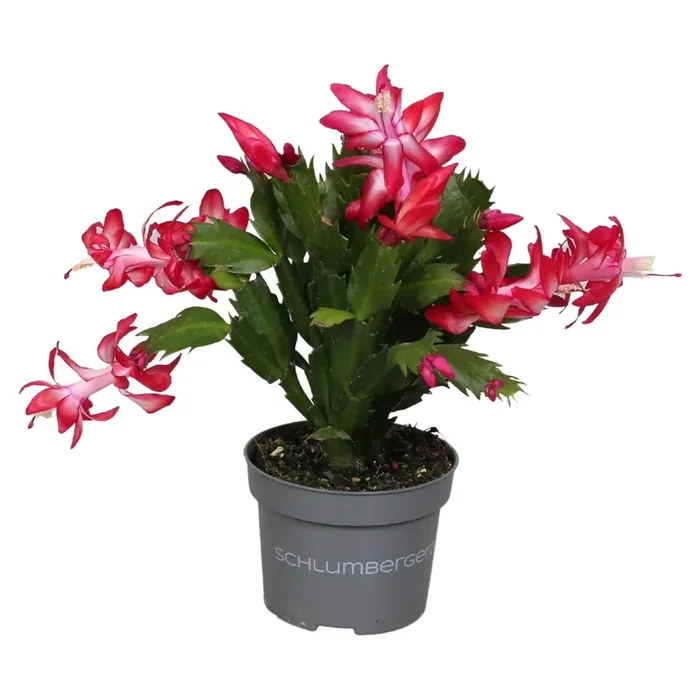 Schlumbergera truncata ‘Zaraika’