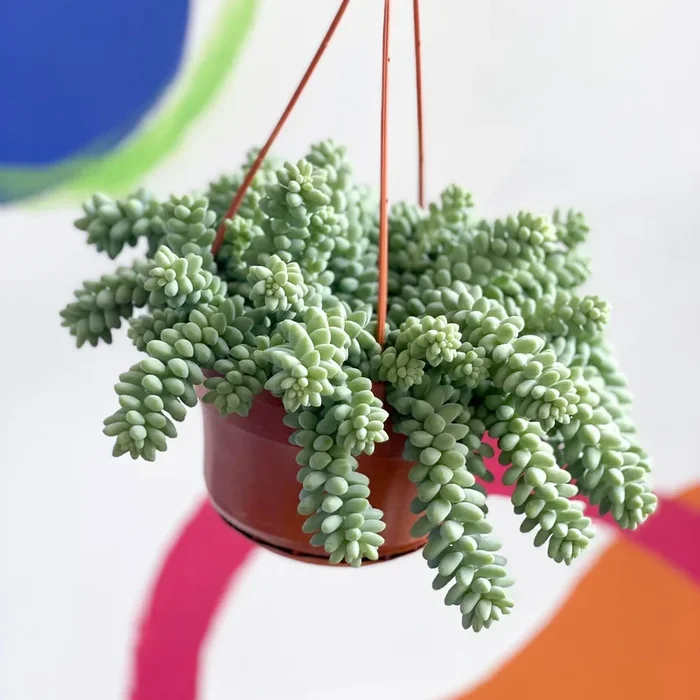 Sedum morganianum ‘Burrito’ – Burro’s Tail