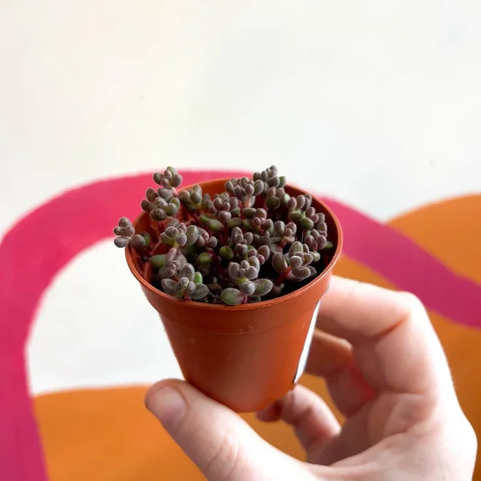 Sedum rubrotinctum – Jelly Bean Plant – Dark Purple