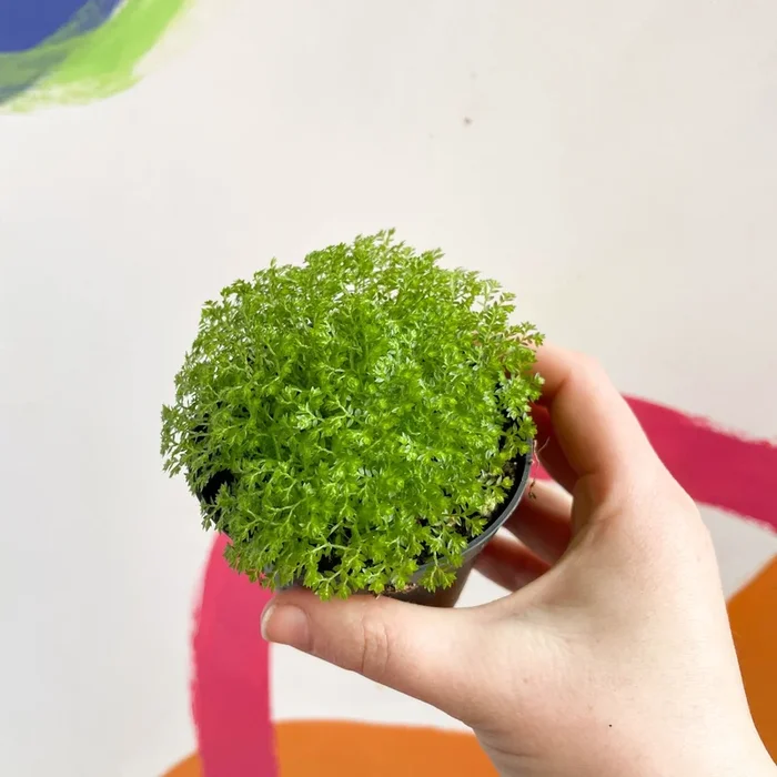 Selaginella apoda – Meadow Spikemoss