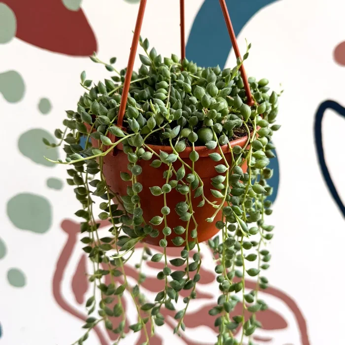 Senecio herreanus – String of Tears