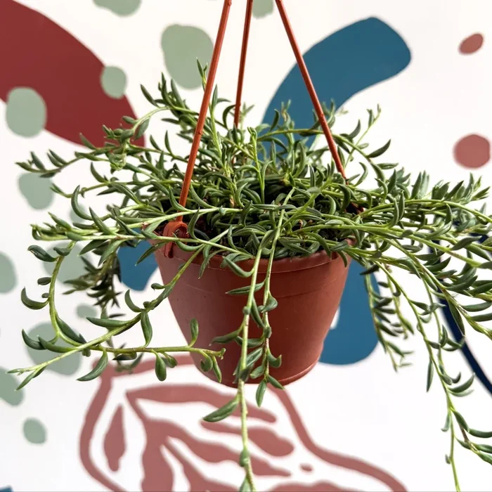 Senecio radicans – String of Fish Hooks