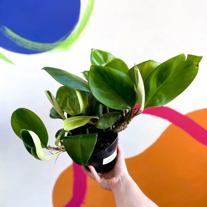 Shingle Plant – Rhaphidophora hongkongensis