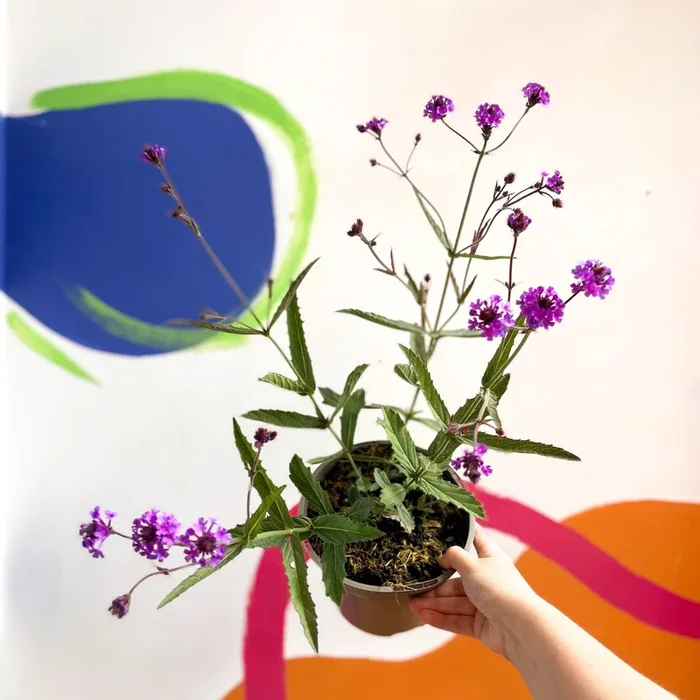 Slender Vervain – Verbena rigida – Cotswold Grown Perennial