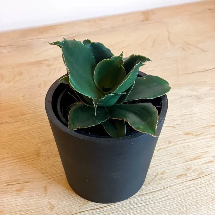 Snake Plant – Sansevieria ‘Star Rose’