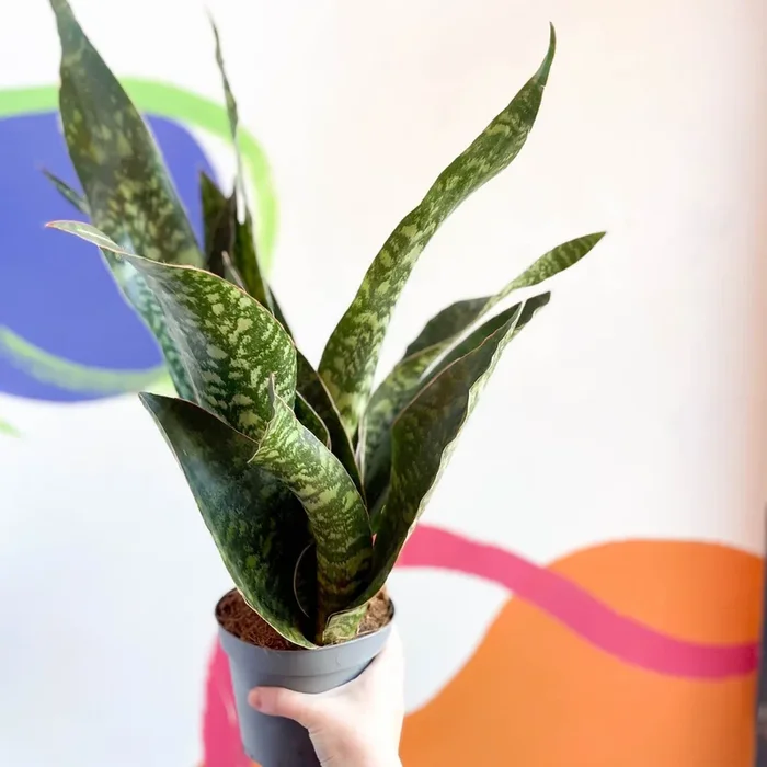 Snake Plant – Sansevieria aubrytiana ‘Dragon’