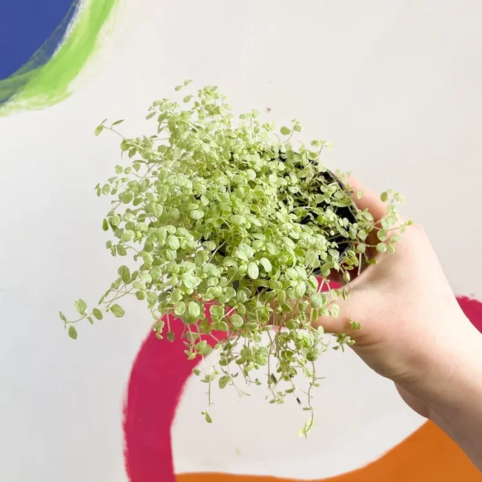 Soleirolia soleirolii variegata – Variegated Baby’s tears