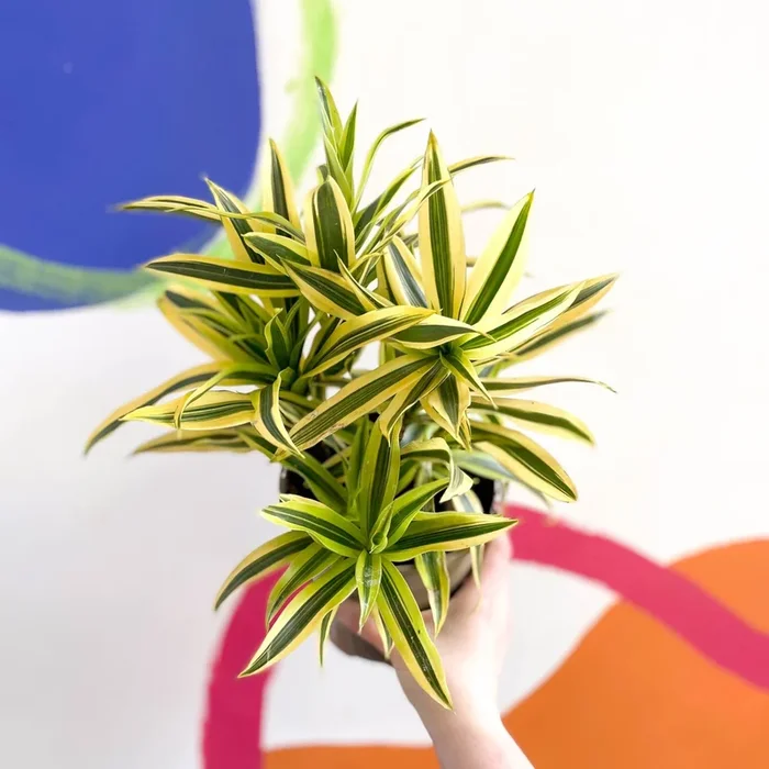 Song of India – Dracaena reflexa ‘Painted Beauty’ – British Grown
