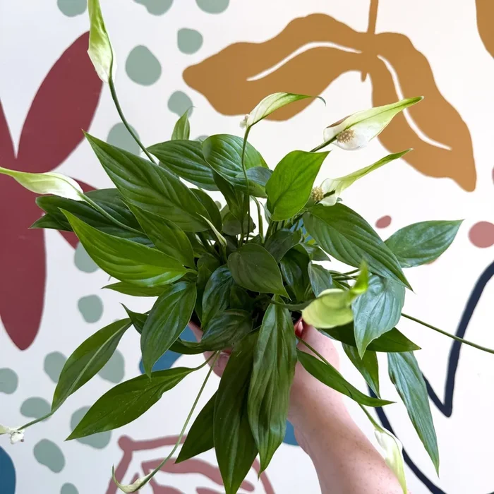 Spathiphyllum ‘Korto’ – Peace Lily