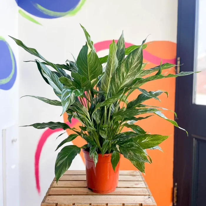 Spathiphyllum wallisii ‘Diamond’ – Variegated Peace Lily