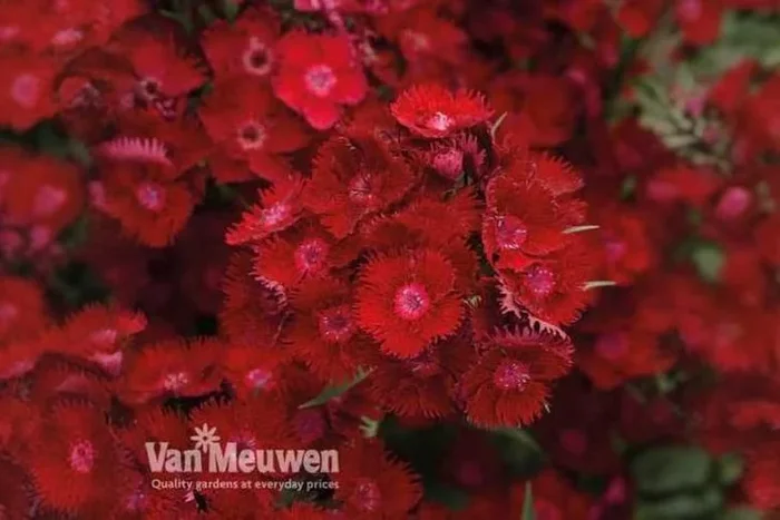 Spectacular Dianthus ‘Rocking Red’ Plant Pack