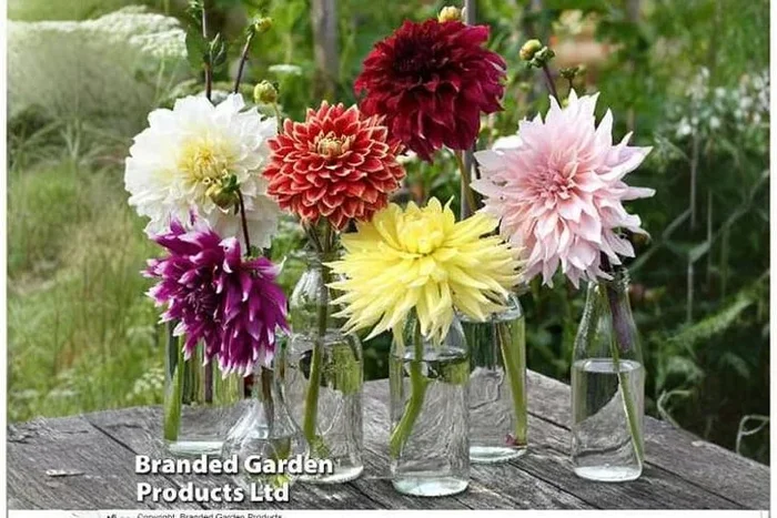 Spectacular Mixed Dinner Plate Dahlia Tubers Collection