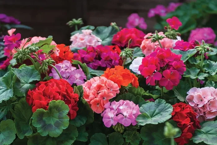 Spectacular Mixed Geranium JackPot Garden-Ready Beauties