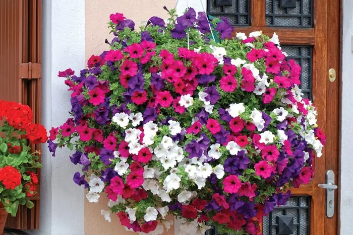 Spectacular Petunia Surfina Plant Collection – 5, 10, or 20 Plants