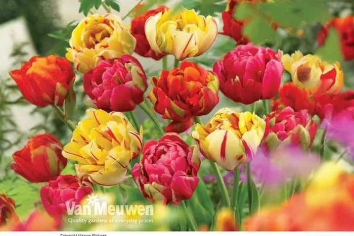 Spectacular Tulip Colour Carnival – Blooming with Vibrancy!
