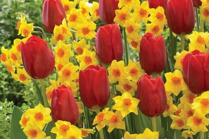 Spring Flowering Bulb Collection – Daffodil ‘Falconet’ & Tulip ‘Escape’