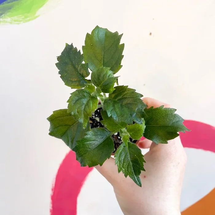 Spurflower – Plectranthus ‘Mona Lavender’ – Welsh Grown