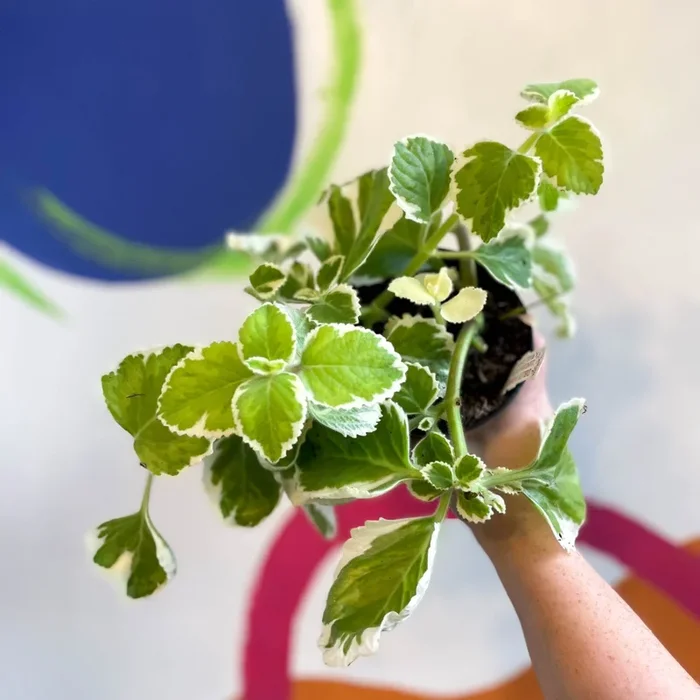 Spurflower – Plectranthus amboinicus variegated- Welsh Grown