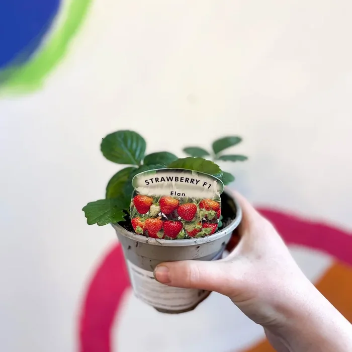 Strawberry – Fragaria x ananassa ‘Elan’ – British Grown