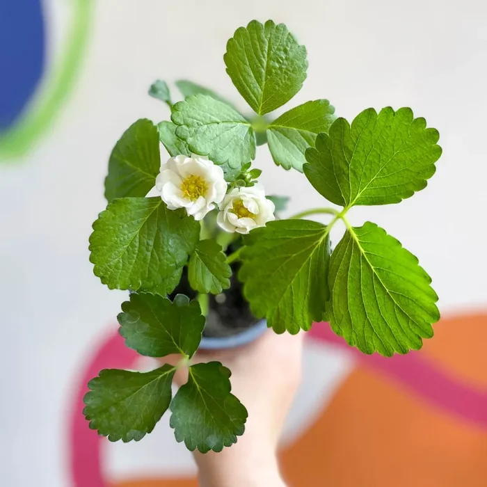 Strawberry – Fragaria x ananassa ‘Summer Breeze Snow’ F1 – British Grown