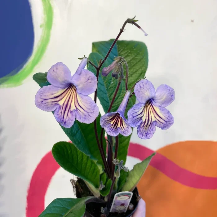 Streptocarpus ionantha ‘Abigail’ – Welsh Grown