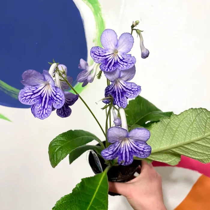 Streptocarpus ionantha ‘Bethan’ – Welsh Grown