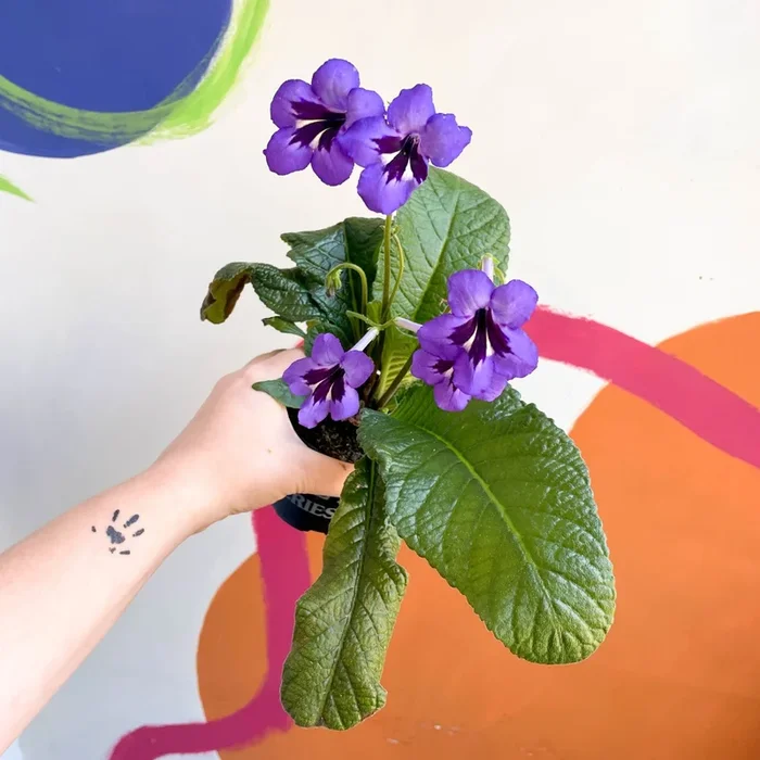 Streptocarpus ionantha ‘Cappuccino’ – Welsh Grown