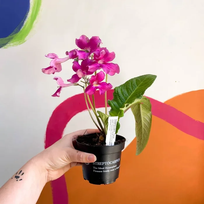 Streptocarpus ionantha ‘Carol’ – Welsh Grown