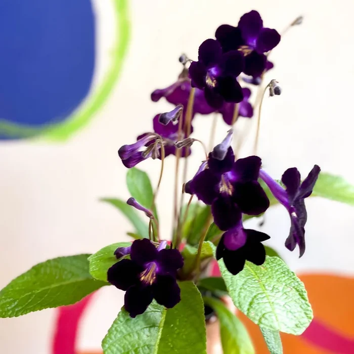Streptocarpus ionantha ‘Elsi’ – Welsh Grown