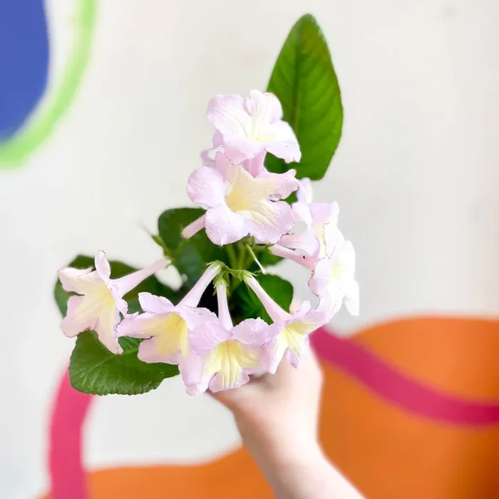 Streptocarpus ionantha ‘Emily’ – Welsh Grown