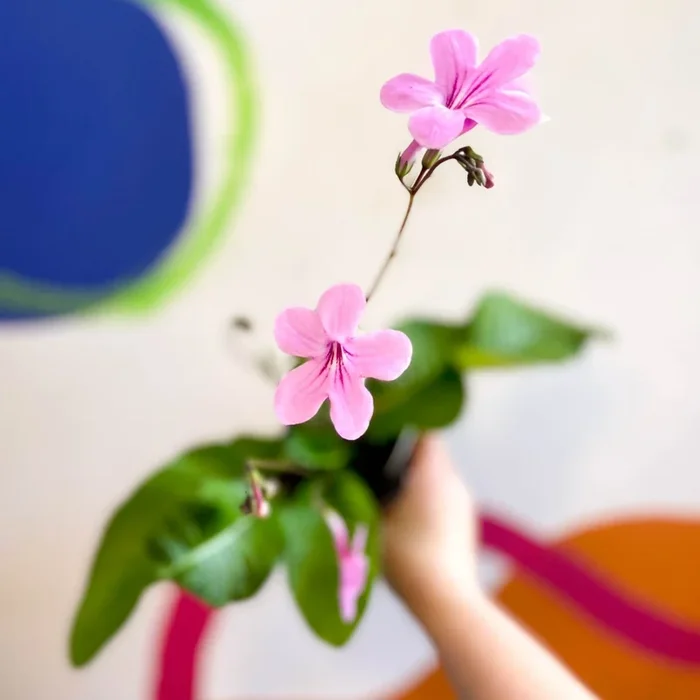 Streptocarpus ionantha ‘Laura’ – Welsh Grown