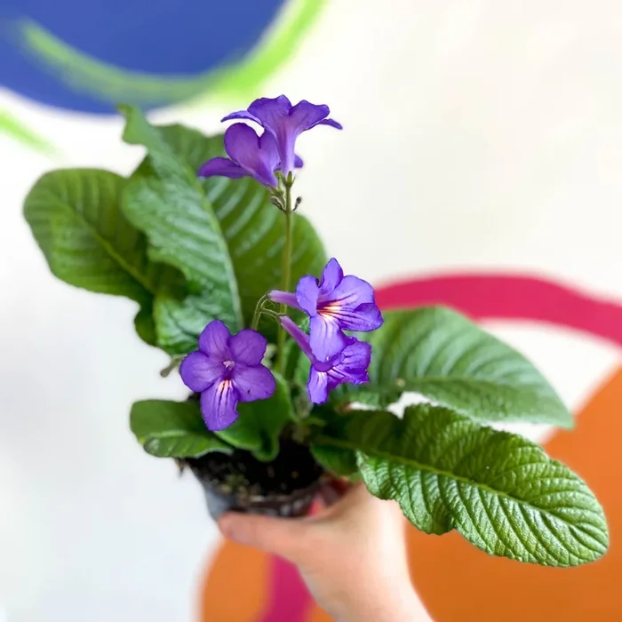 Streptocarpus ionantha ‘Tanya’ – Welsh Grown