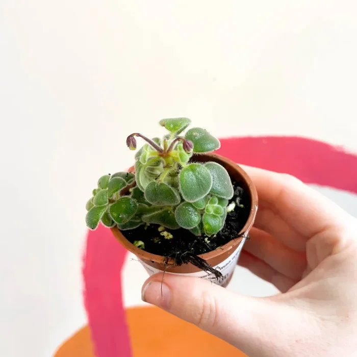 Streptocarpus saxorum – Trailing Cape Primrose – Welsh Grown