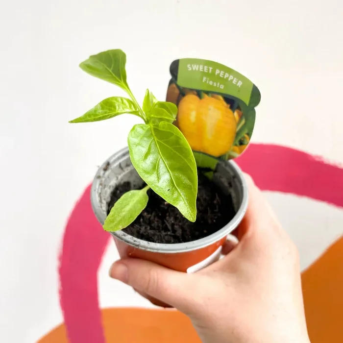 Sweet Pepper – Capsicum annuum ‘Fiesta’ – British Grown