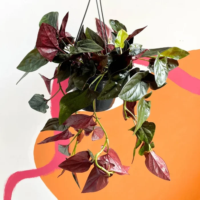 Syngonium erythrophyllum ‘Red Arrow’