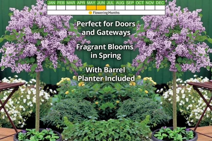 Syringa ‘Palibin’ Standard Lilac Tree – Fragrant Flowering Patio Plant (1 or 2 Trees, Optional Barrel Planter)