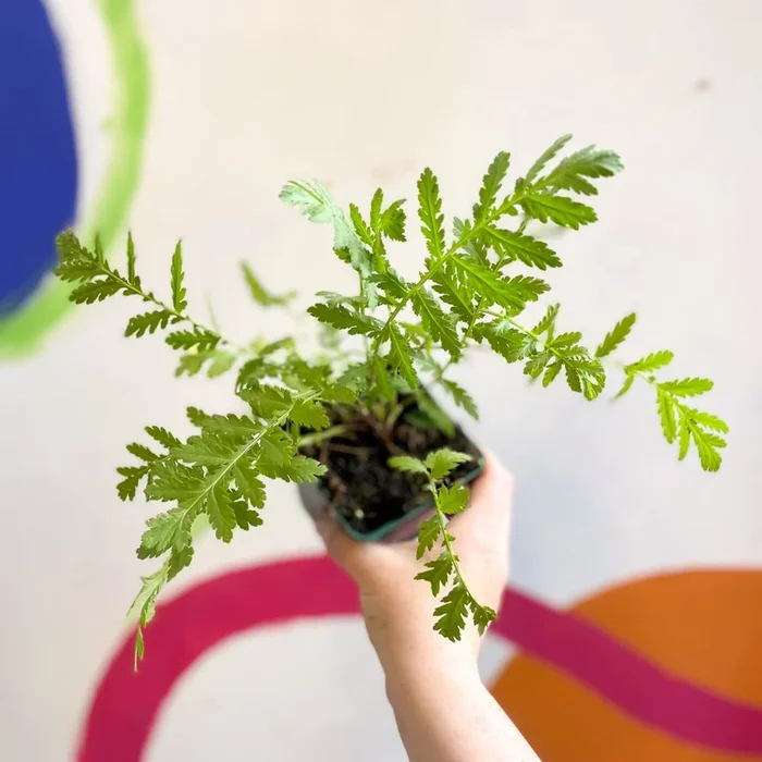 Tansy – Tanacetum vulgare – Cotswold Grown Perennial