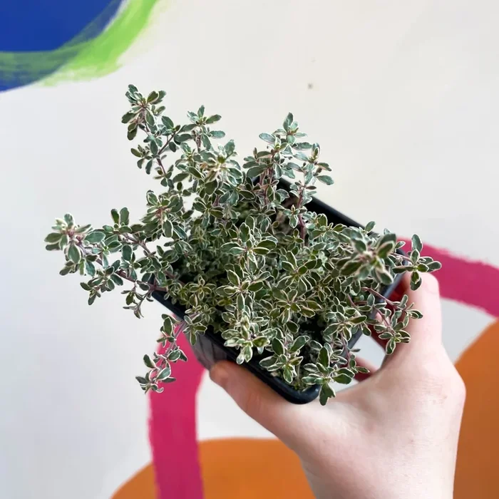 Thymus citriodorus ‘Silver Queen’ – Lemon Thyme – British Grown Culinary Herbs