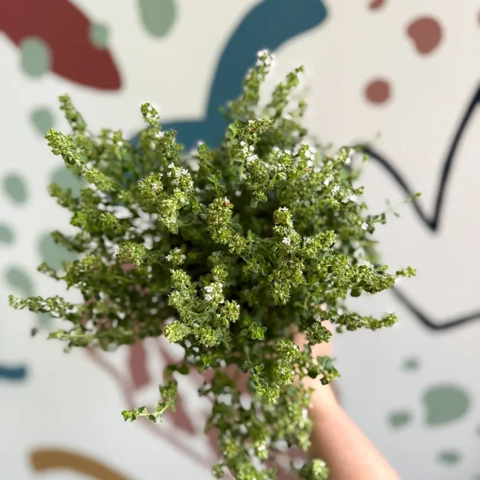 Thymus citriodorus ‘Silver Queen’ – Lemon Thyme